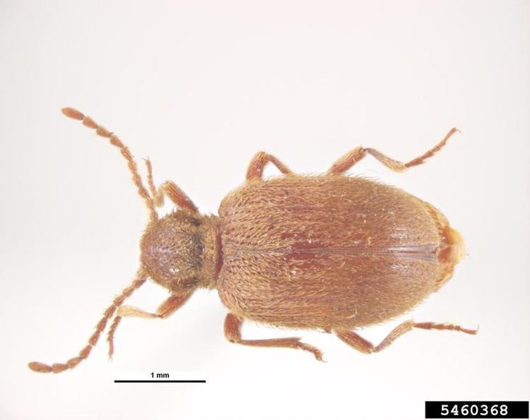 Ptinus tectus Australian spider beetle Ptinus tectus Coleoptera Anobiidae