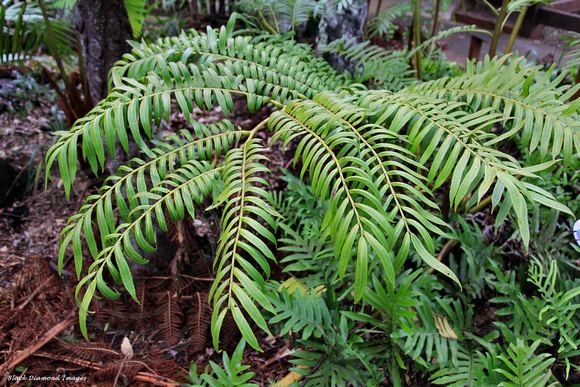 Ptisana salicina BLACK DIAMOND IMAGES Norfolk Island Plants Ptisana salicina