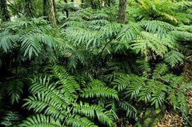 Ptisana salicina Ptisana salicina New Zealand Plant Conservation Network