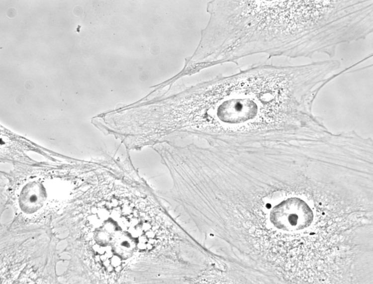 Ptk2 cells