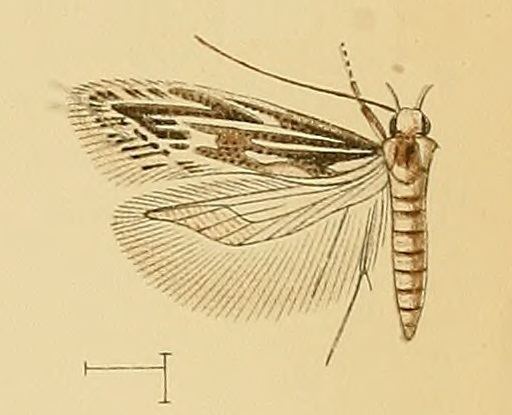Ptocheuusa guimarensis