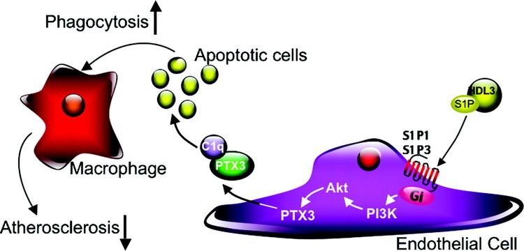 PTX3 HDL PTX3 and Vascular Protection Arteriosclerosis Thrombosis