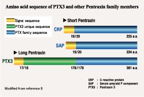PTX3 A vascular inflammation marker Pentraxin 3 PTX3TSG14
