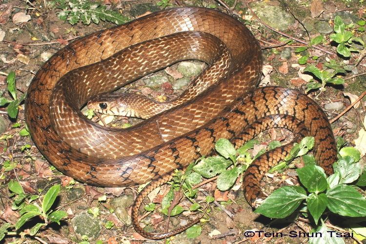 Ptyas Ptyas mucosa Dhaman Oriental Ratsnake