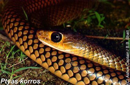 Ptyas Ptyas korros The Reptile Database