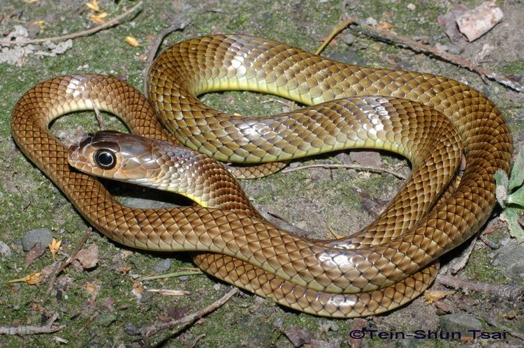 Ptyas Ptyas korros Chinese Ratsnake