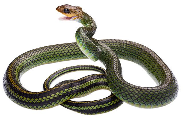 Скорость движения змеи. Ptyas nigromarginata. Большеглазый полоз. Голубой большеглазый полоз. Большеглазый полоз морфы.