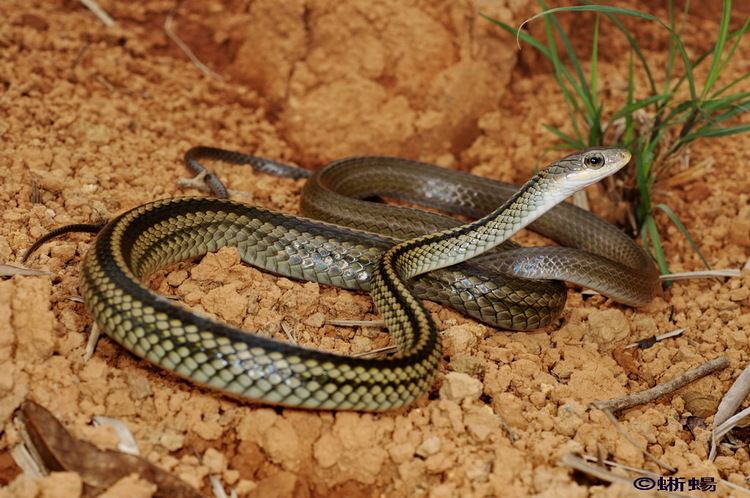 Ptyas Ptyas dhumnades Bigeyed Ratsnake