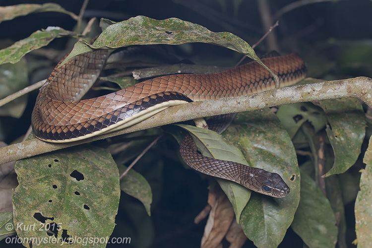 Ptyas fusca Field Herp Forum View topic Snakes from Selangor and Pahang