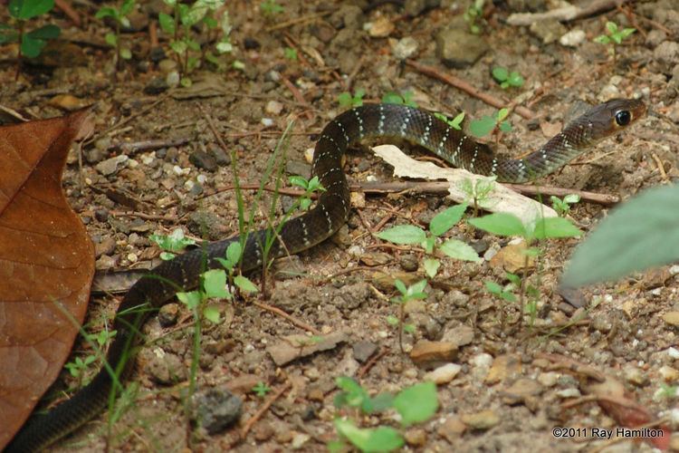 Ptyas korros IndoChinese Rat Snake Reptiles and Amphibians of Bangkok