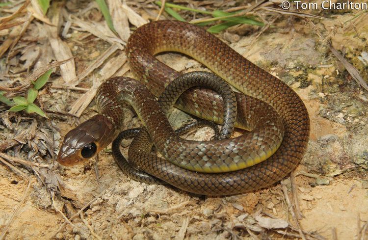 Ptyas korros CalPhotos Ptyas korros Asian Common Rat Snake