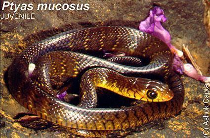 Slimy golden-like Ptyas mucosa - Dhaman Oriental Ratsnake on the ground