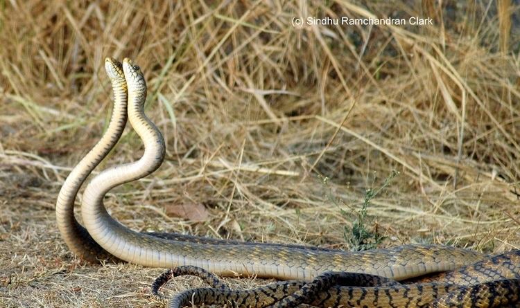 Two Ptyas mucosa - Dhaman Oriental Ratsnakes on a grassy field