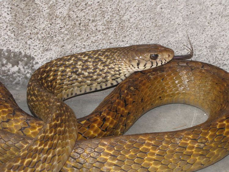 Ptyas mucosa - Dhaman Oriental Ratsnake tongue out