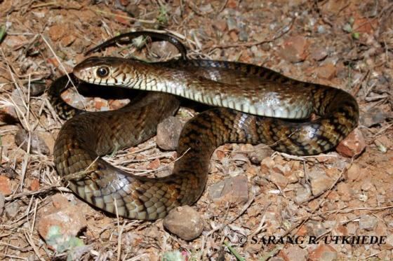 Ptyas mucosa - Dhaman Oriental Ratsnake on the rocky ground