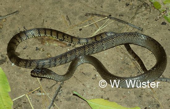 Ptyas mucosa - Dhaman Oriental Ratsnake on the ground