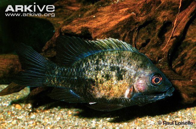 Ptychochromis Ptychochromis photo Ptychochromis loisellei G79955 ARKive