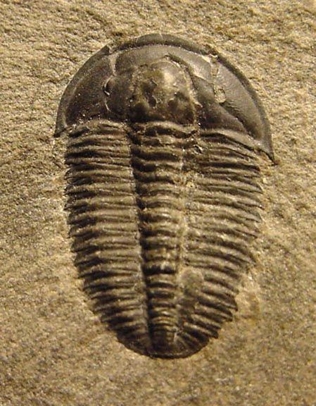 Ptychopariida 1000 images about trilobites on Pinterest Canada Morocco and Rivers
