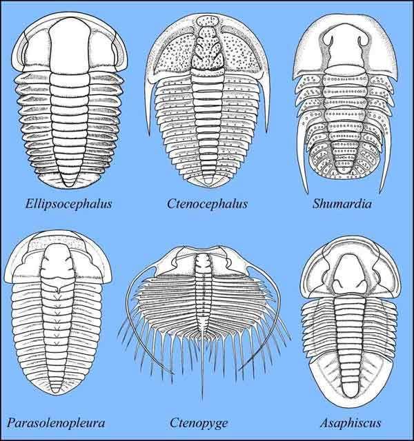 Ptychopariida Klassifikation der Trilobiten