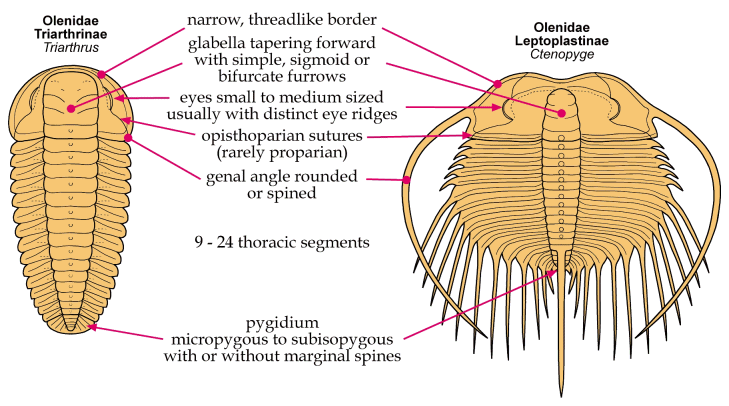 Ptychopariida Pictorial Guide to the Trilobite Order Ptychopariida