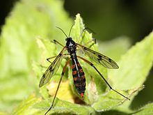 Ptychopteridae httpsuploadwikimediaorgwikipediacommonsthu