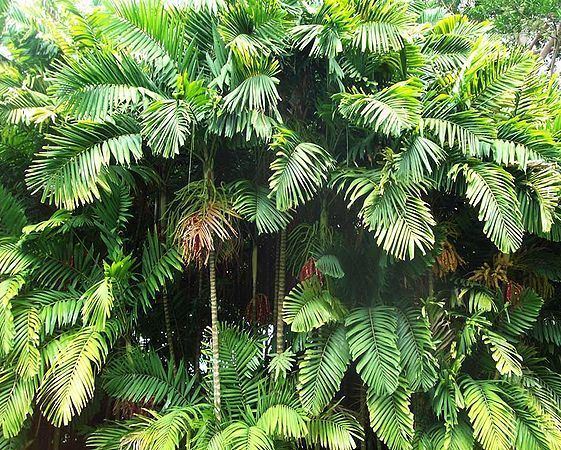 Ptychosperma Ptychosperma macarthurii Palmpedia Palm Grower39s Guide