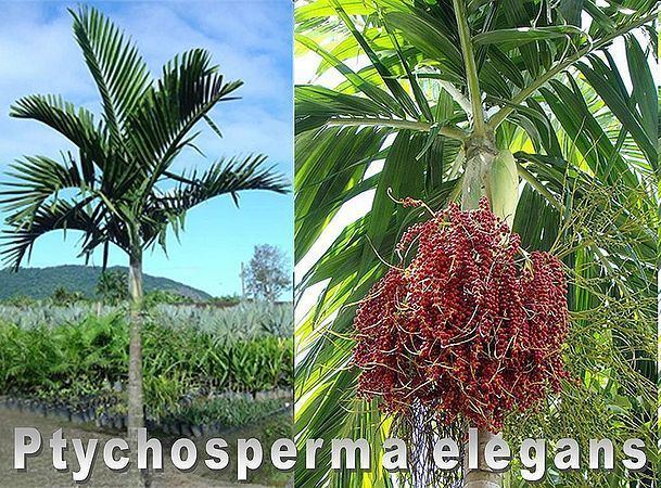 Ptychosperma Ptychosperma elegans Palmpedia Palm Grower39s Guide