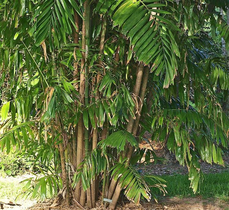 Ptychosperma Ptychosperma macarthurii Identifying Commonly Cultivated Palms