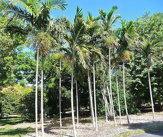 Ptychosperma elegans Ptychosperma elegans Palmpedia Palm Grower39s Guide