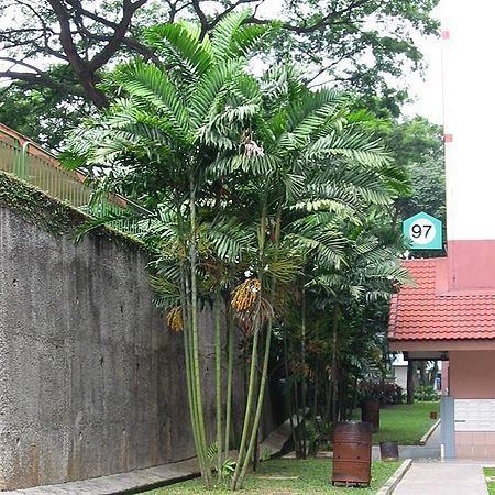 Ptychosperma macarthurii Ptychosperma macarthurii Palmpedia Palm Grower39s Guide