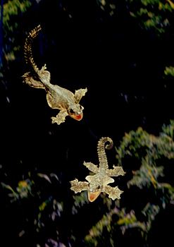 Ptychozoon Ptychozoon the geckos that glide with flaps and fringes gekkotans