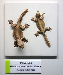 Ptychozoon kuhli httpsuploadwikimediaorgwikipediacommonsthu