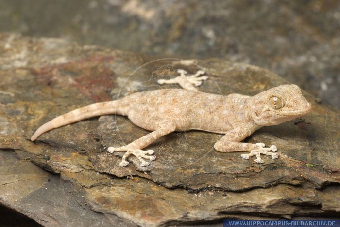 Ptyodactylus hasselquistii Ptyodactylus hasselquistii alias Fanfooted Gecko Hippocampus