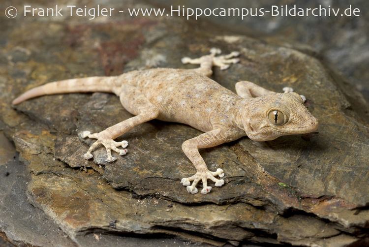 Ptyodactylus hasselquistii CalPhotos Ptyodactylus hasselquistii Fanfingered Gecko