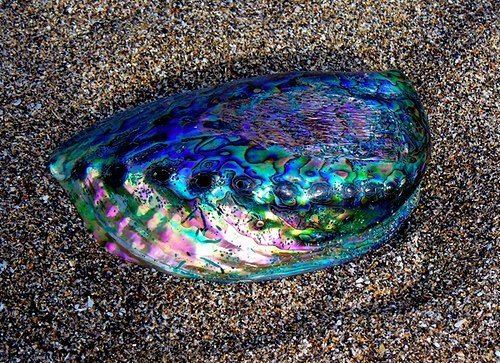 Pāua Pua Abalone the Spectacular Mollusc Revered by the Mori of New
