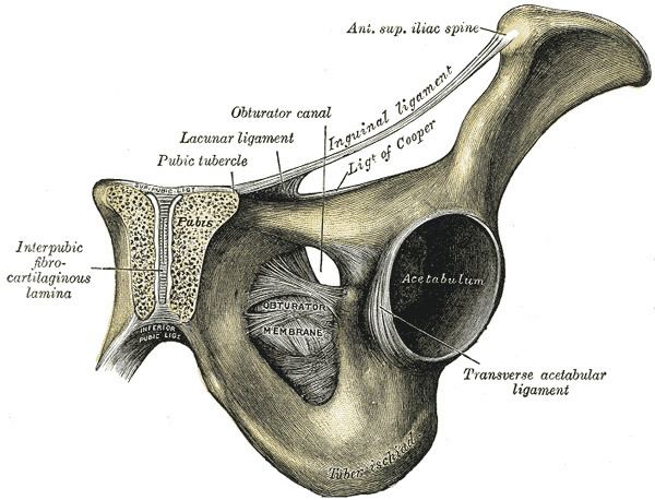 Pubic tubercle