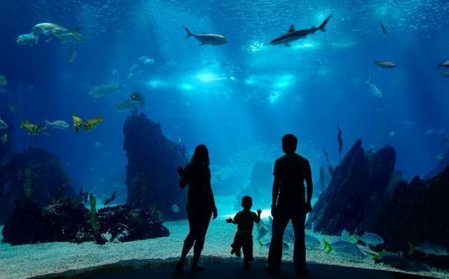 Public aquarium 70000 square feet Public Aquarium to be Built in Cleveland reef tools