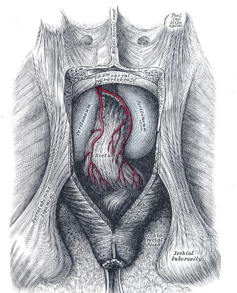 Puborectalis muscle