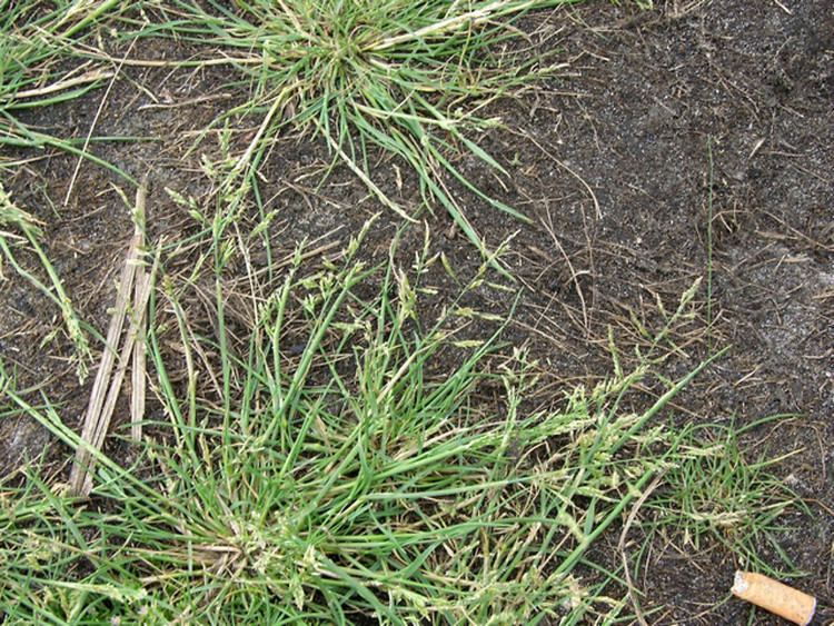 Puccinellia Puccinellia distans spreading alkali grass Go Botany