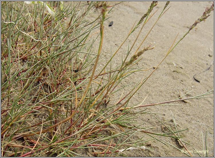 Puccinellia maritima Irish Grasses Common Saltmarshgrass