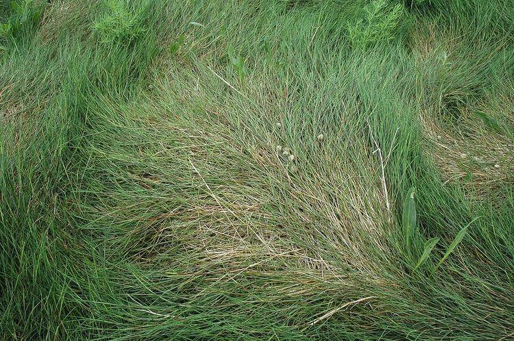 Puccinellia maritima Puccinellia maritima Common Saltmarshgrass Gewoon kwel Flickr