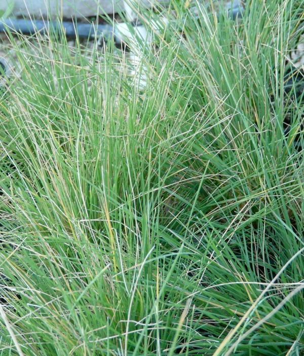 Puccinellia nuttalliana nuttalliana Nuttall39s alkali grass