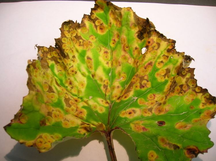 Puccinia puccinia Dfinition exemple et image