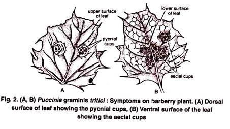 Puccinia Puccinia Graminis Habitat Symptoms and Reproduction Teliomycetes