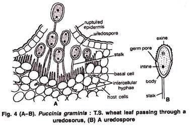 Puccinia Puccinia Graminis Habitat Symptoms and Reproduction Teliomycetes