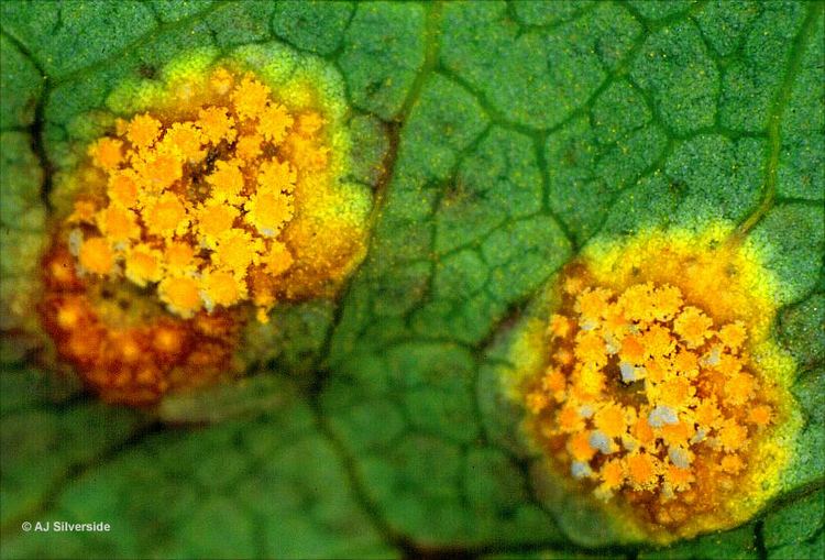 Puccinia Puccinia graminis images of British biodiversity