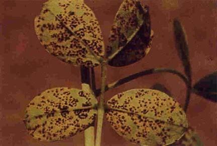 Puccinia arachidis httpsuploadwikimediaorgwikipediacommons11