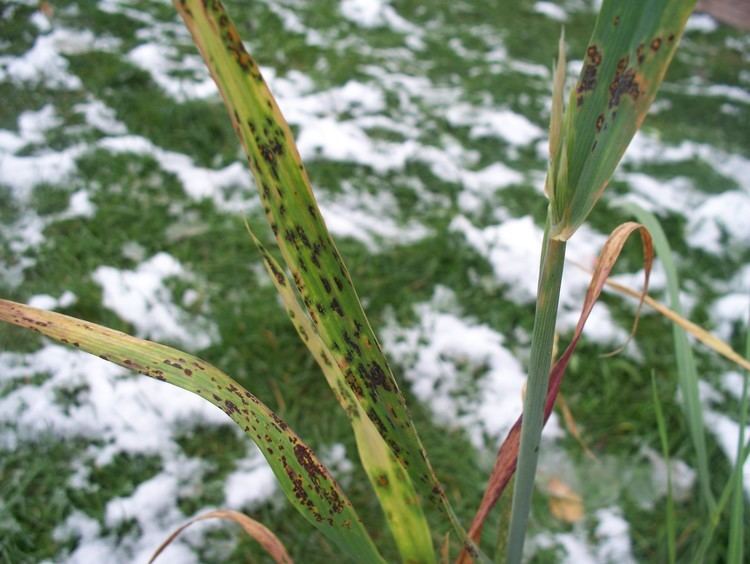 Puccinia coronata FilePuccinia coronataJPG Wikimedia Commons