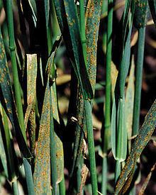 Puccinia coronata httpsuploadwikimediaorgwikipediacommonsthu