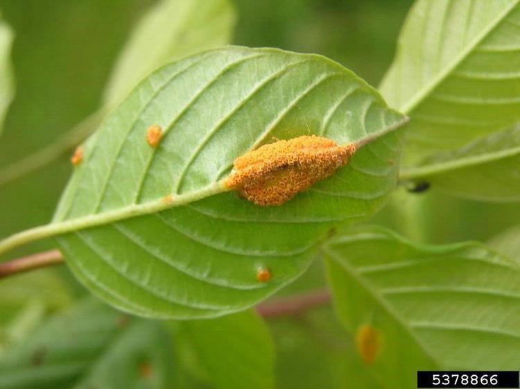 Puccinia coronata crown rust Puccinia coronata in Southern Plant Diagnostic Network